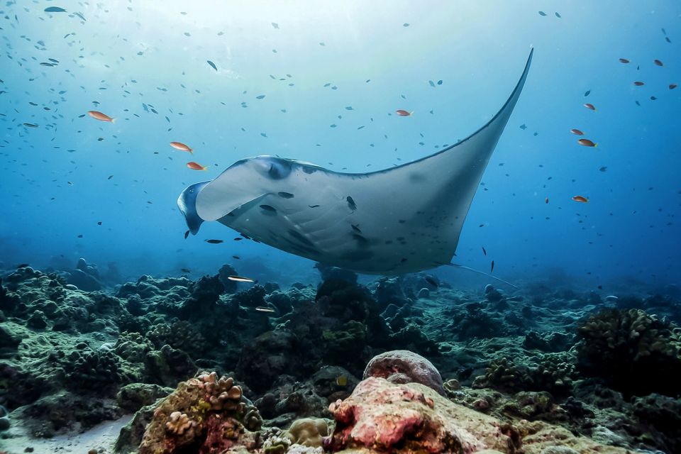 From Bali: Swim With Manta Rays in Nusa Penida - Key Points