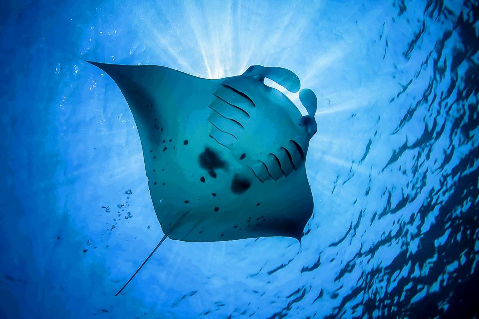 From Bali: Swim With Manta Rays in Nusa Penida - Inclusions