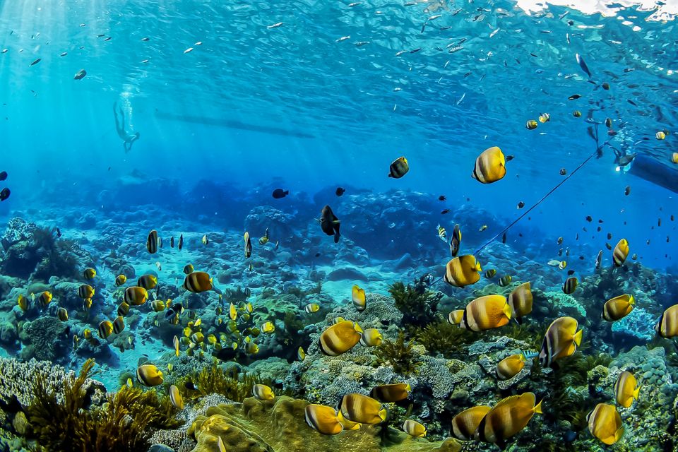 From Bali: Swim With Manta Rays in Nusa Penida - Mangrove Exploration