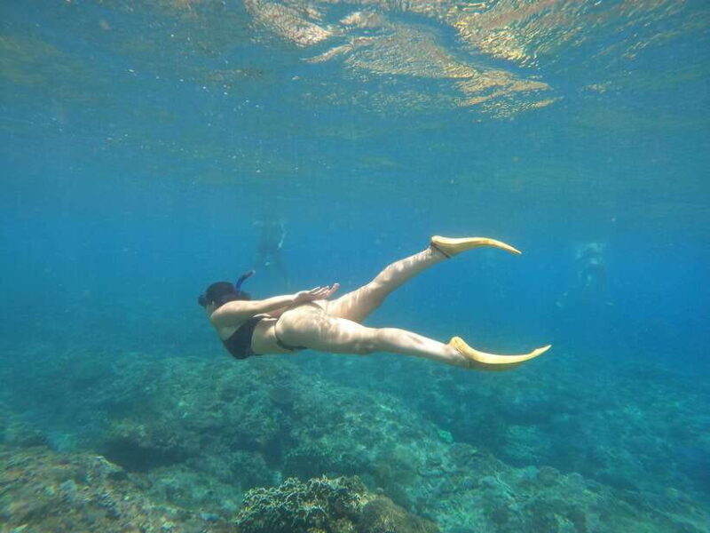 From Bali: Swim with Manta & T-rex Beach All inclusive Tour - Key Points