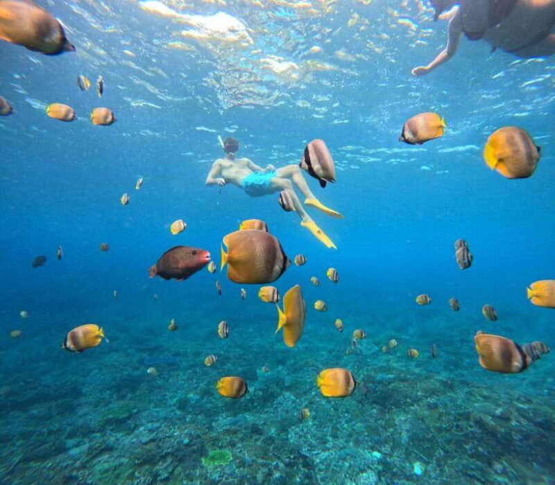 From Bali: Swim with Manta & T-rex Beach All inclusive Tour - What to Expect on Your Nusa Penida Adventure