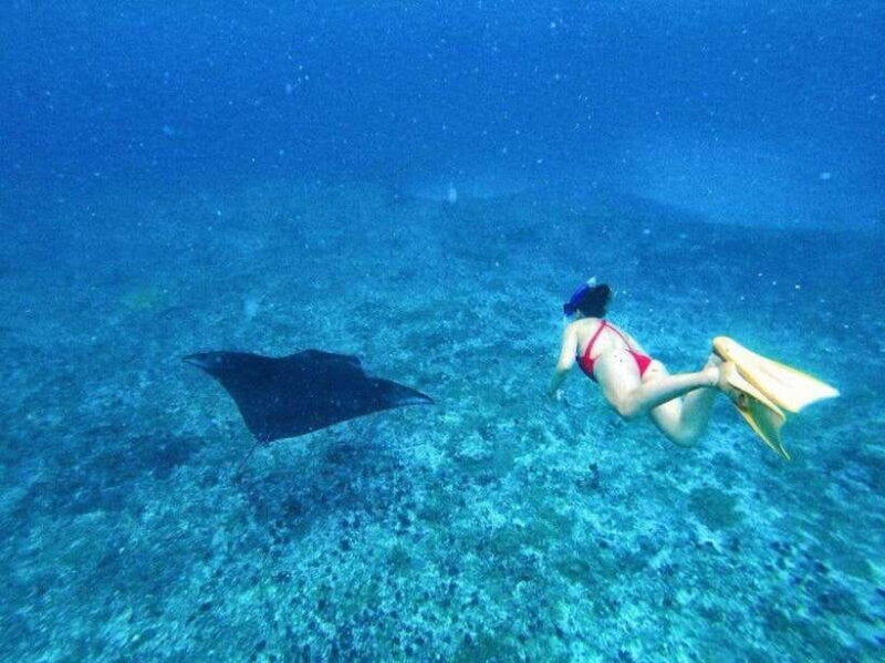 From Bali: Swim with Manta & T-rex Beach All inclusive Tour - Value and Practical Considerations