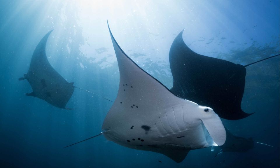 From Bali: West Nusa Penida & Snorkeling Small Group Tour - Included