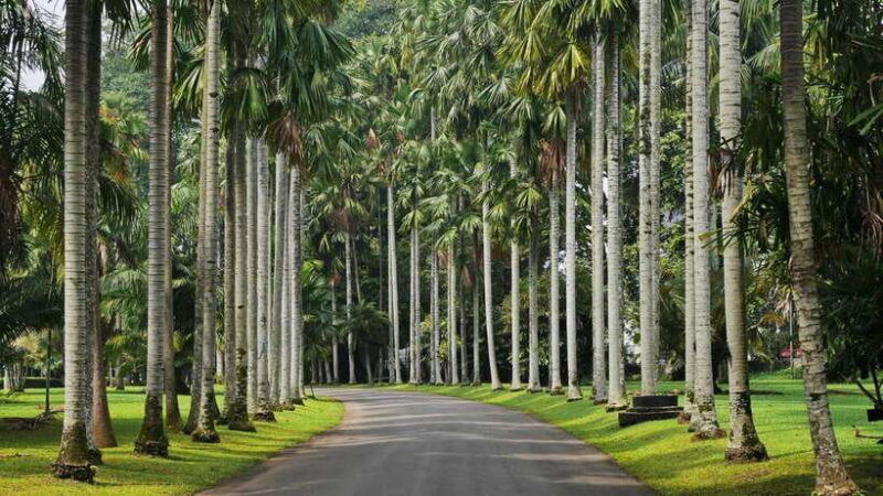 From Bandung: Tea Plantation and Botanical Garden Tour - Who is This Tour Best For?