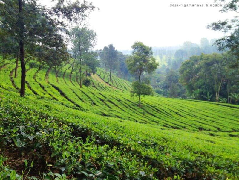 From Bandung: Tea Plantation and Botanical Garden Tour - FAQ