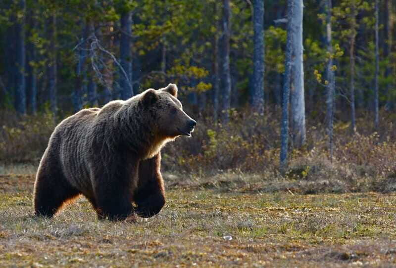 From Banff: Banff Wildlife & Scenic Highlights Premium Tour - FAQs