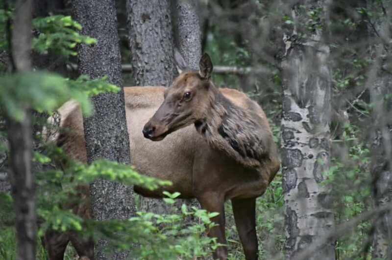 From Banff Wildlife Viewing and Top Sights with Gondola - A Closer Look at the Tour Experience