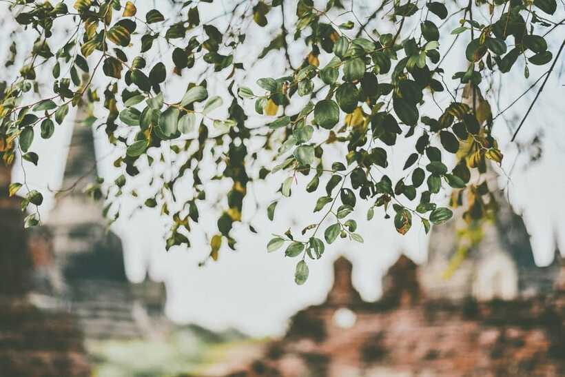 From Bangkok: Ayutthaya Ancient City Temple Tour - Frequently Asked Questions