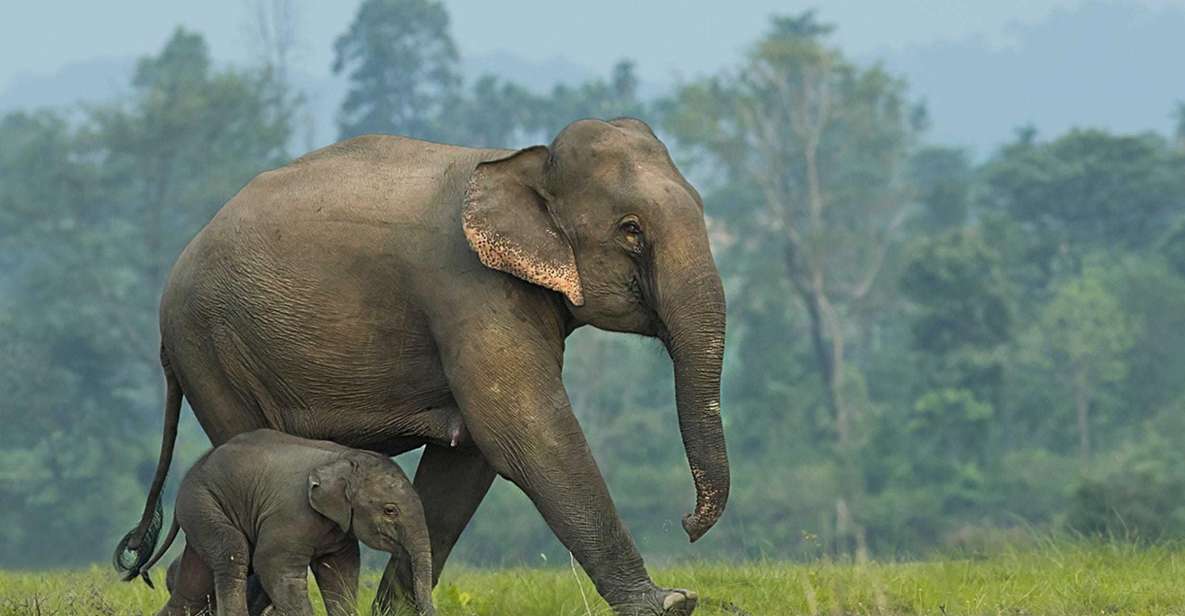 From Bangkok: ElephantsWorld Kanchanaburi 2-Day Experience - Accommodation and Meals