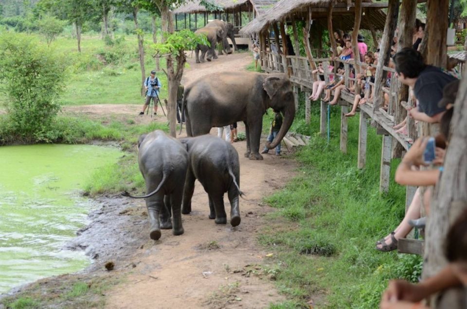 From Bangkok: ElephantsWorld Kanchanaburi 2-Day Experience - Elephant Observation and Interaction
