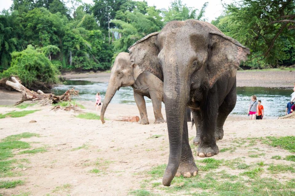 From Bangkok: ElephantsWorld Kanchanaburi 2-Day Experience - Bathing and Scrubbing Elephants