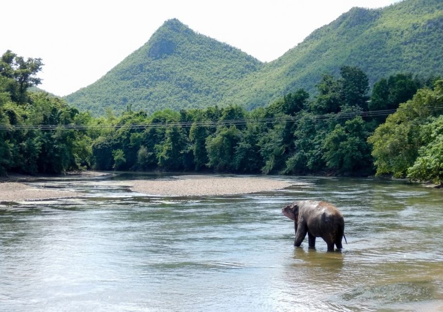 From Bangkok: ElephantsWorld Kanchanaburi 2-Day Experience - Jungle Walk With Elephants