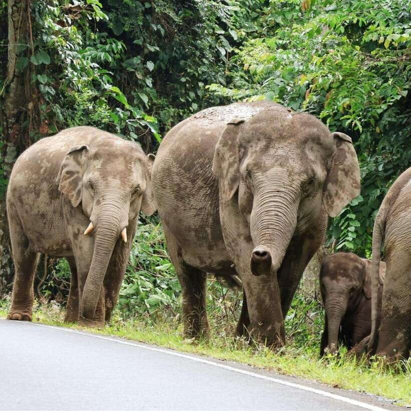 From Bangkok: Khao Yai National Park Day Trip - Key Points
