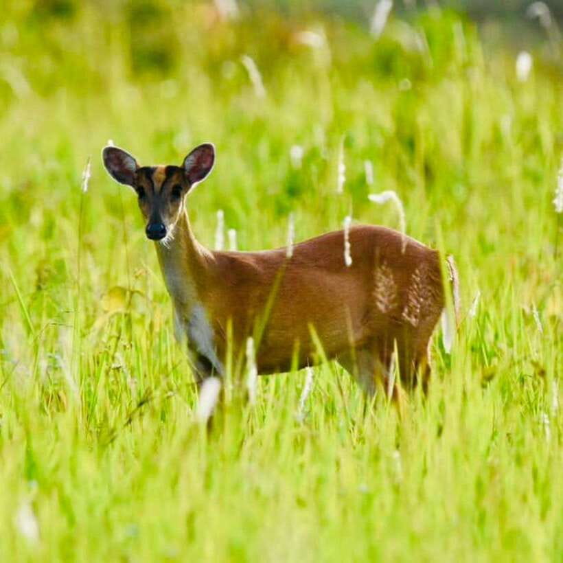 From Bangkok: Khao Yai National Park Day Trip - Wildlife and Nature Experiences