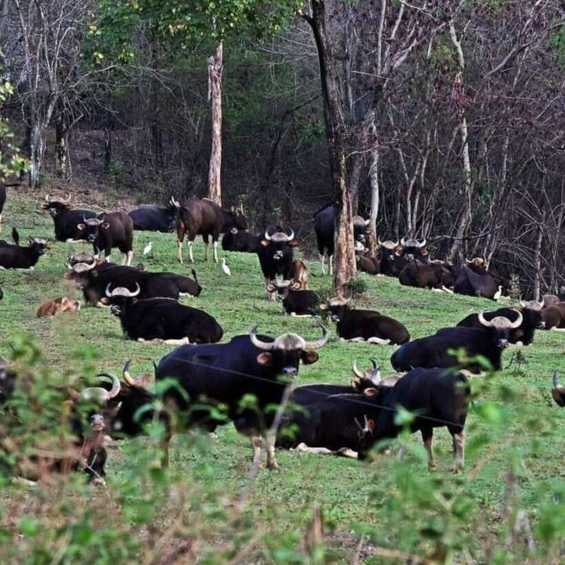 From Bangkok: Khao Yai National Park Day Trip - What to Bring and Prepare