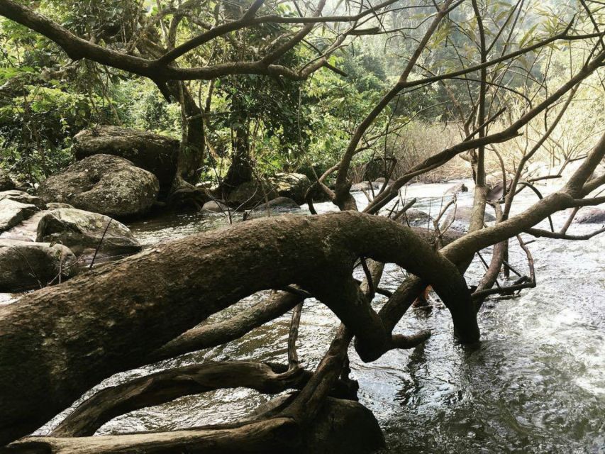 From Bangkok: Khao Yai National Park Jungle Trek With Lunch - Pricing and Booking Options