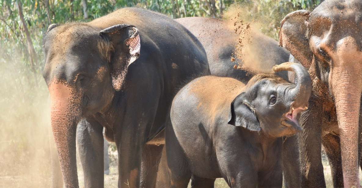 From Bangkok: Wildlife Rescue and Elephant Rescue Tour - Key Points