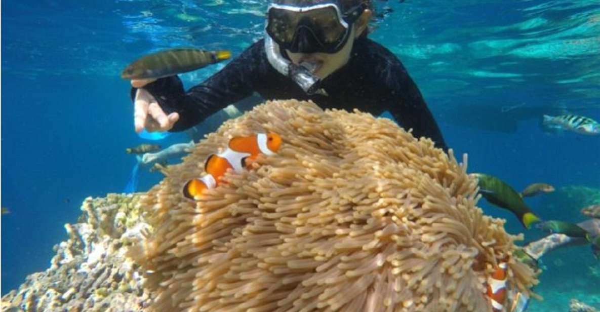 From Banyuwangi: A Private Tour of Menjangan & Tabuhan - Tabuhan Island Highlights