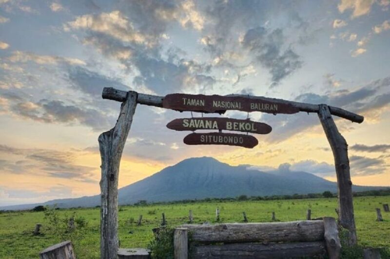From Banyuwangi: Baluran Wildlife Safari Sunset Tour - Experience Highlights