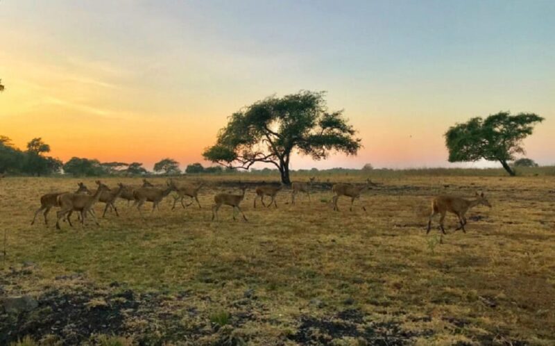 From Banyuwangi: Baluran Wildlife Safari Sunset Tour - Inclusions