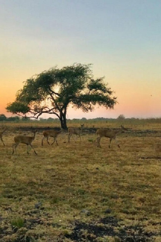 From Banyuwangi: Baluran Wildlife Safari Sunset Tour - Sunset View Over Baluran