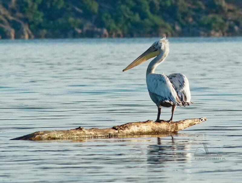 From Bar: Skadar Lake Land and Boat Tour - An In-Depth Look at the Tour Experience