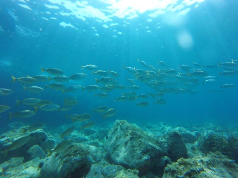 From Barcelona: Costa Brava Trails, Snorkeling & Cliff Jump - Exploration and Experiences