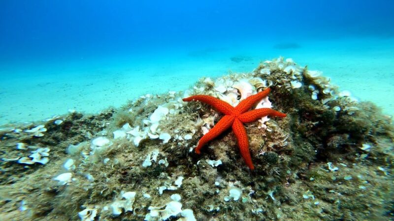 From Barcelona: Tossa De Mar Scuba Diving and 3-Course Meal - Key Points