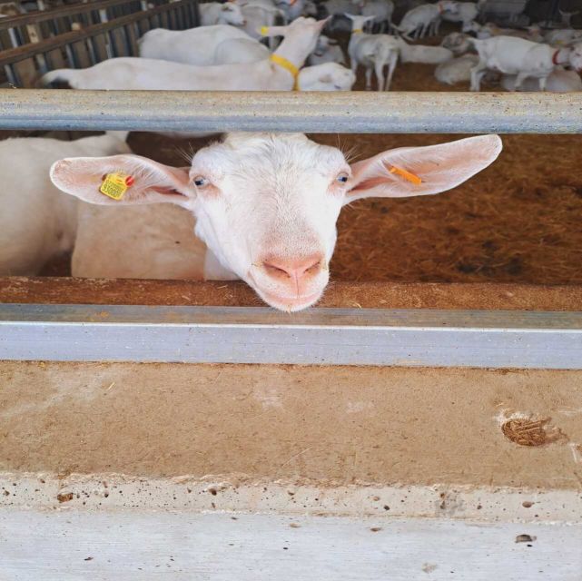 From Bari: Burrata Cheese Experience in a Local Dairy Farm - Inclusions and Highlights of the Tour