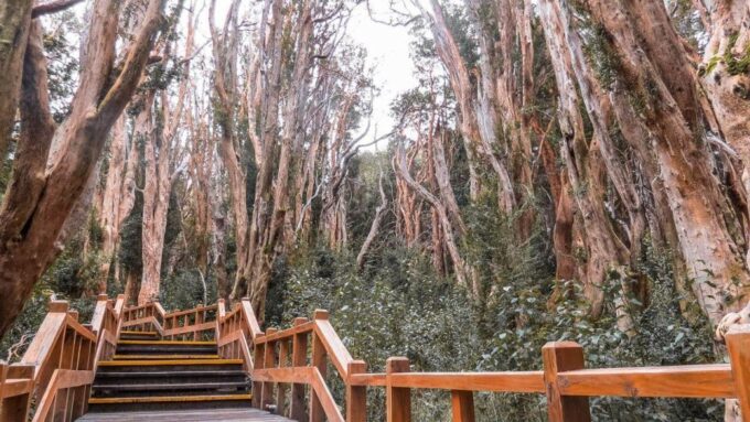 From Bariloche: Victoria Island & the Arrayanes Forest Tour - Booking Information