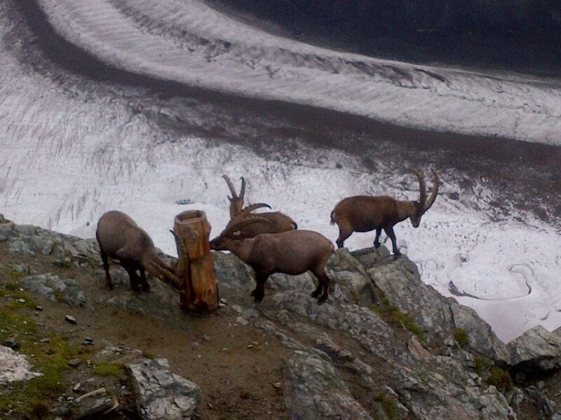 From Basel: Small Group Tour to Zermatt and Mt. Gornergrat - Key Points
