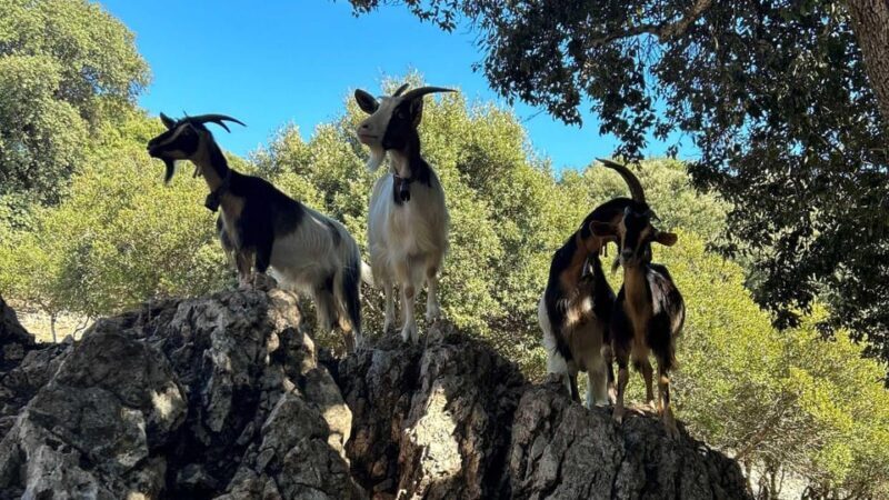 From Baunei: buggy tour to Punta Salinas - What Is This Tour About?