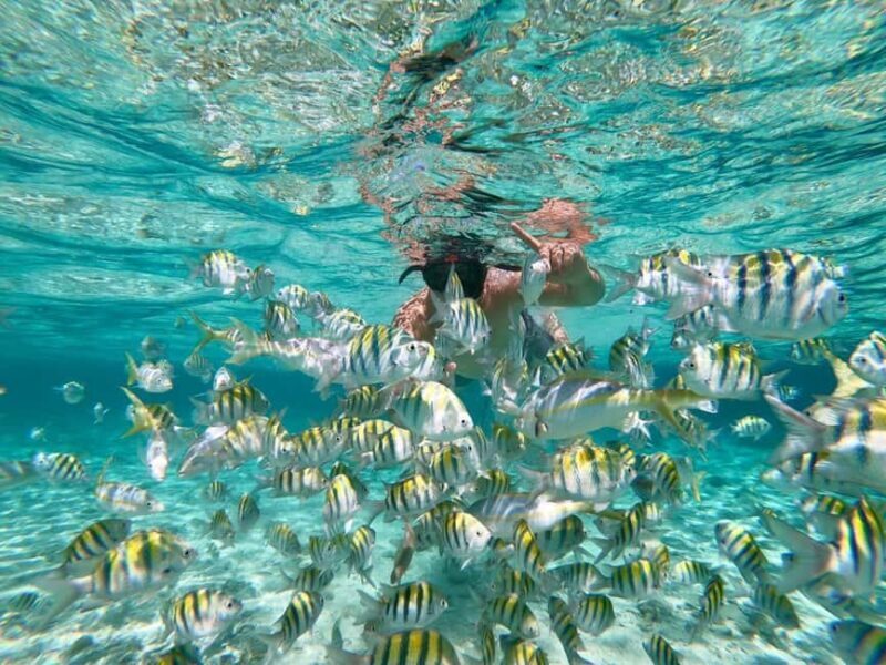 From Bavaro, Punta Cana: Boat Party, Snorkeling, Drinks, Snacks, and Transportation - Key Points