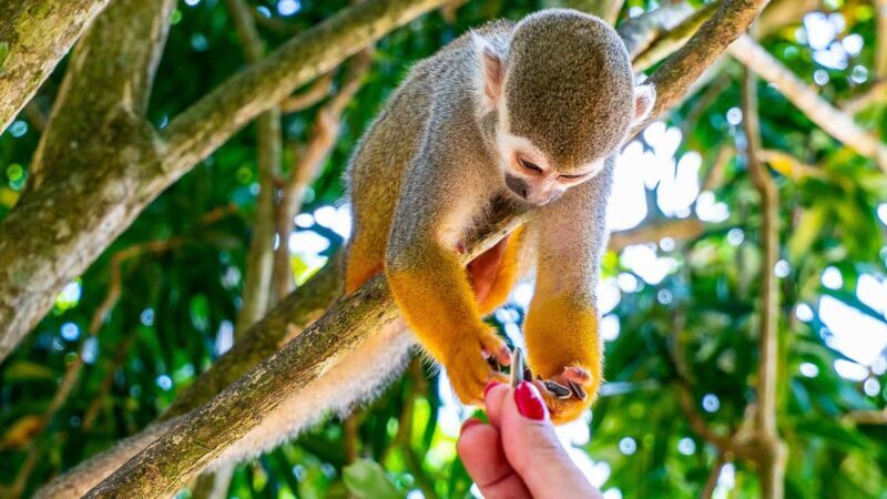 From Bayahibe: Half Day Monkeyland Safari - What to Expect and Practical Tips