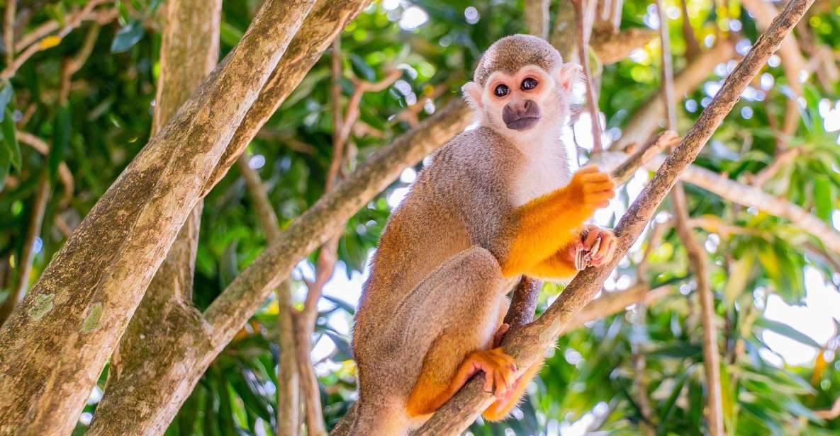 From Bayahibe: Half Day Monkeyland Safari - Pricing and Booking