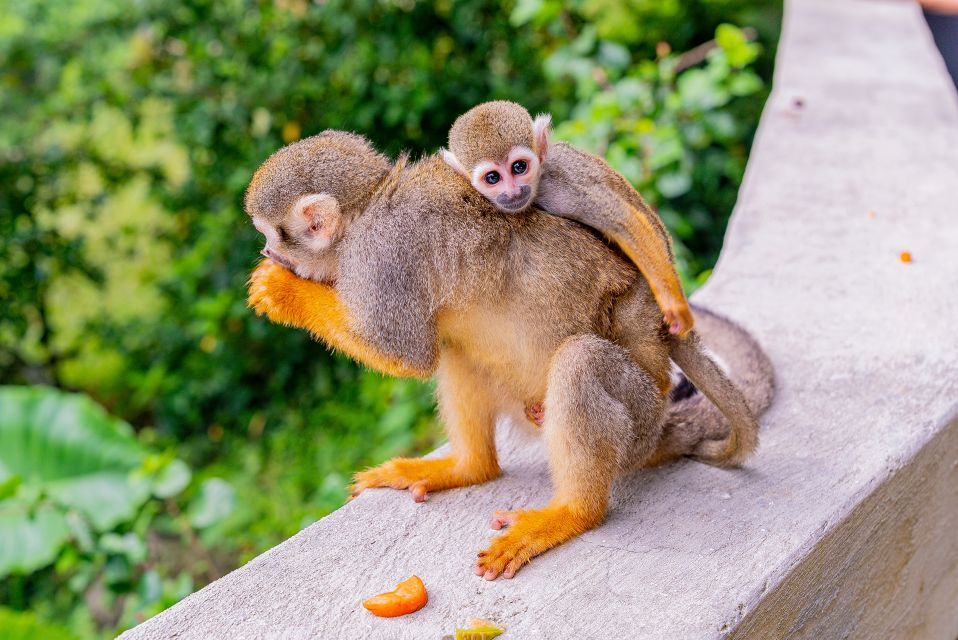 From Bayahibe: Half Day Monkeyland Safari - Natural Mountain Scenery