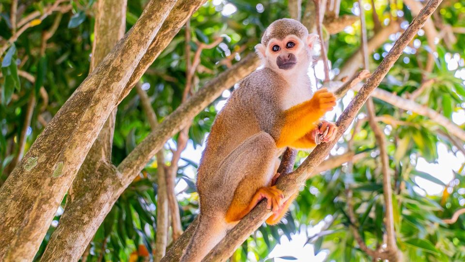 From Bayahibe: Half Day Monkeyland Safari - Included Amenities
