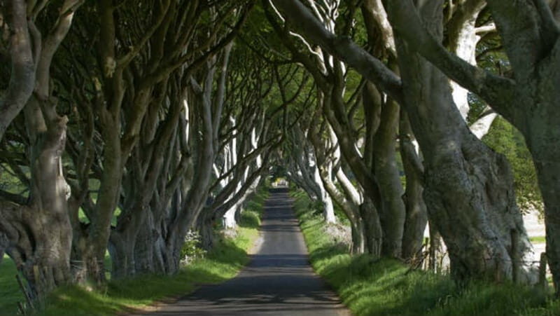 From Belfast: Giant's Causeway, Dunluce Castle & Dark Hedges - The Itinerary in Detail