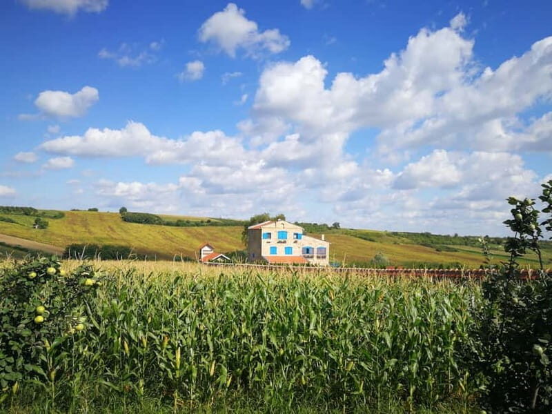 From Belgrade: Novi Sad & Fruska gora & winery and monastery - Key Points