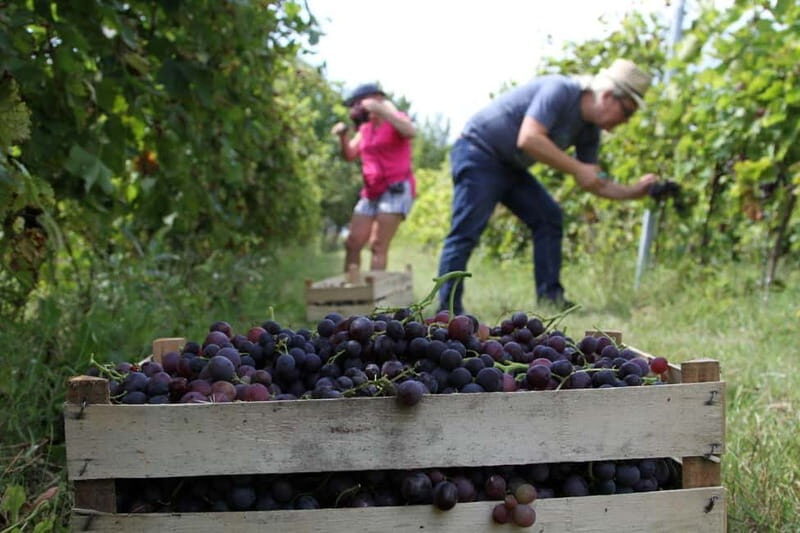 From Belgrade or Novi Sad: Private Wine Tour in Fruska Gora - Discovering Fruska Gora: Beyond the Vineyard