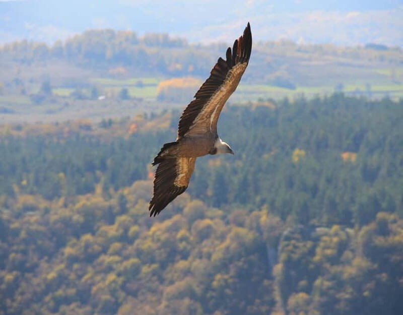 From Belgrade: Uvac Nature Reserve Tour - FAQs
