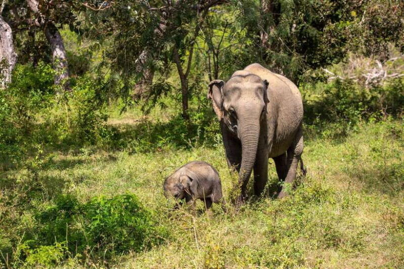 From Bentota: Elephant Transit Camp and Udawalawe Safari - The Itinerary: What to Expect on This Day Trip
