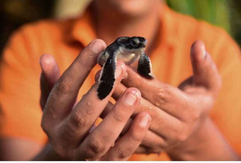 From Bentota: Exclusive Madu River Safari & Turtle Hatchery - Key Points
