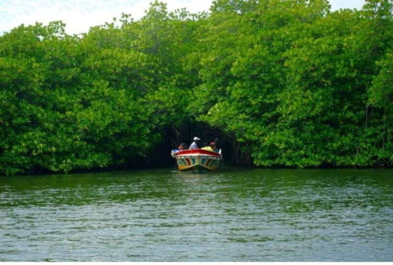From Bentota: Exclusive Madu River Safari & Turtle Hatchery - Who Should Consider This Tour?