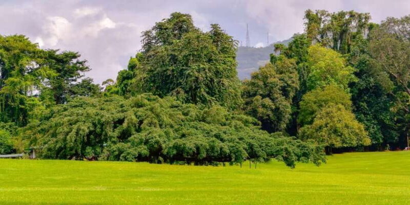 From Bentota: Kandy Tour with Tooth Temple & Gardens Visit - Final Thoughts