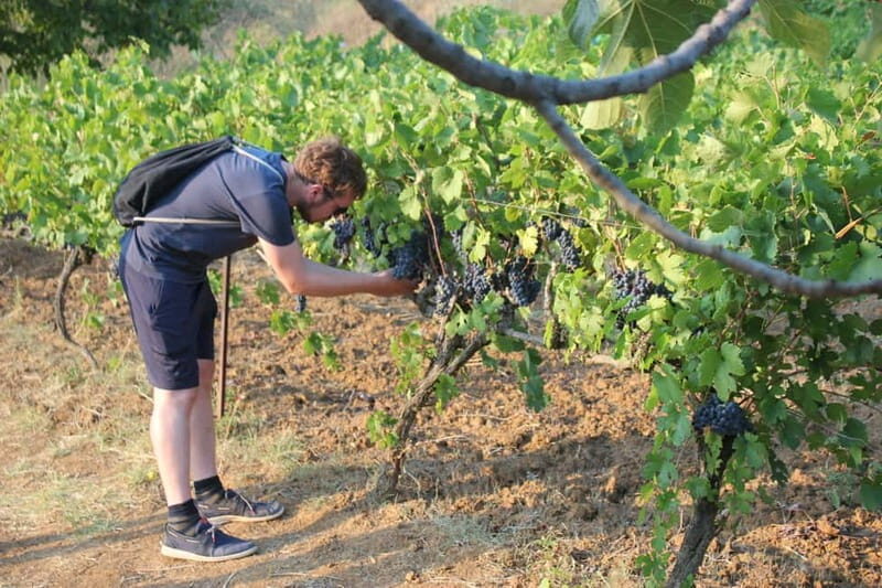 From Berat: Guided Winery Tour with Transfers and Tastings - A Closer Look at the Berat Winery Tour