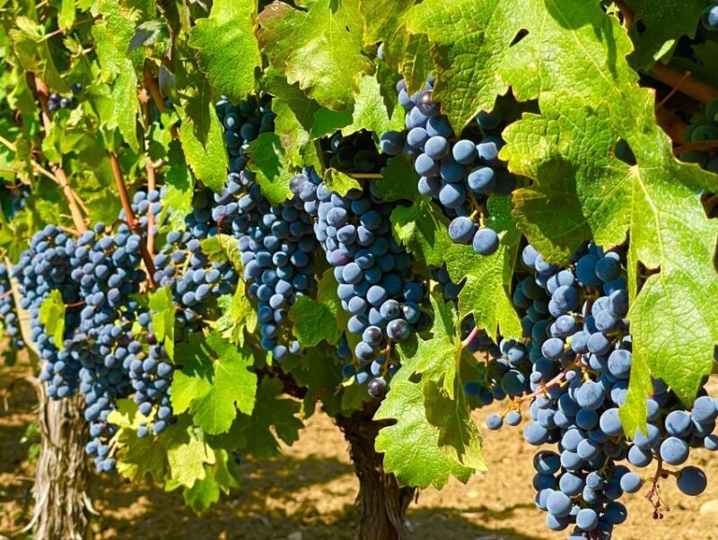 From Biograd: Wine and Olive Oil Tasting in Ranjevia Dvori - FAQ