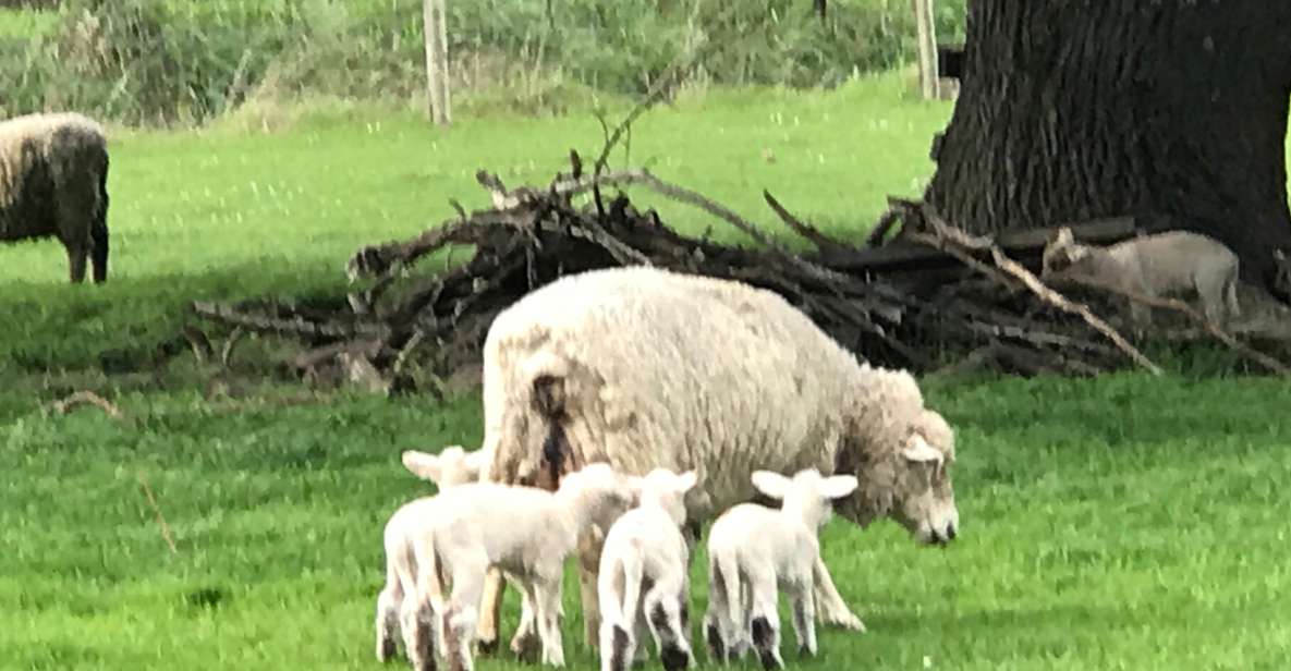 From Blenheim Discover Marlboroughs Wine Region and Beauty - Important Information