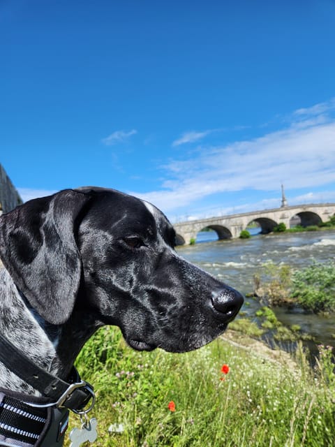 From Blois: Cycling With Canine Companions - Highlights of the Cycling Experience