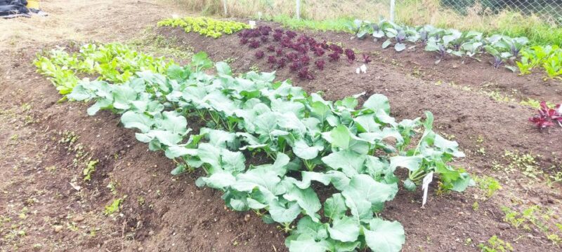 From Bogota: Andes Countryside Day! Cannabis Coffee Farm - Key Points